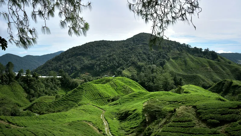 Cameron Highlands